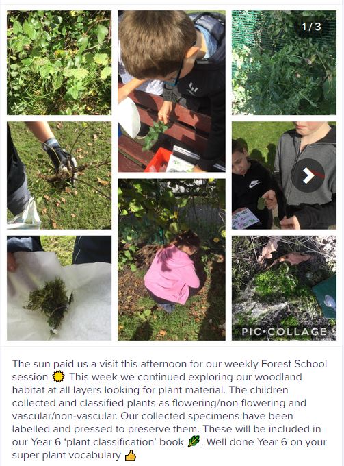 Forest SChool evidence