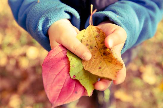 leaves-autumn